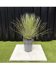 Yucca Elata Hauteur 60 cm