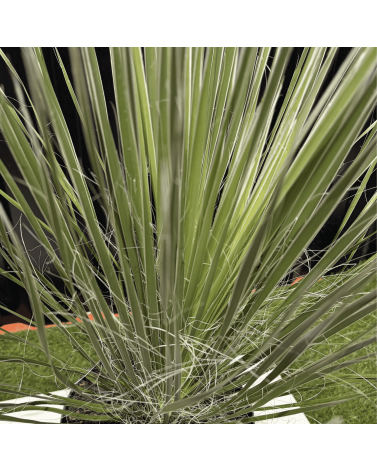 Yucca Elata Hauteur 60 cm