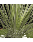 Yucca Elata Hauteur 60 cm