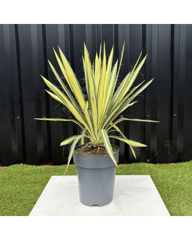 Yucca Filamentosa Color Guard Hauteur 50 cm