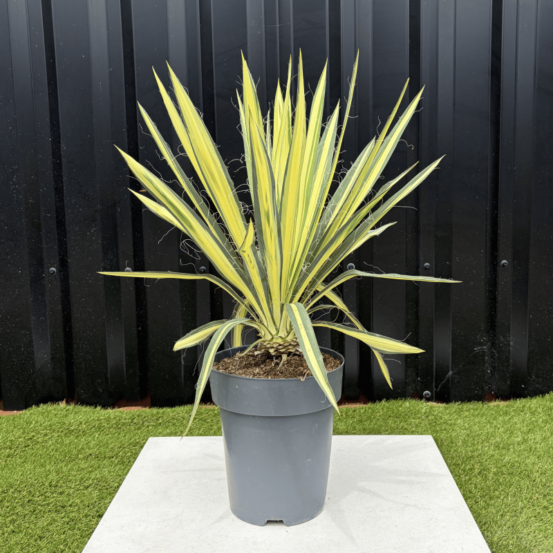Yucca Filamentosa Color Guard Hauteur 50 cm