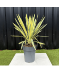 Yucca Filamentosa Color Guard Hauteur 50 cm