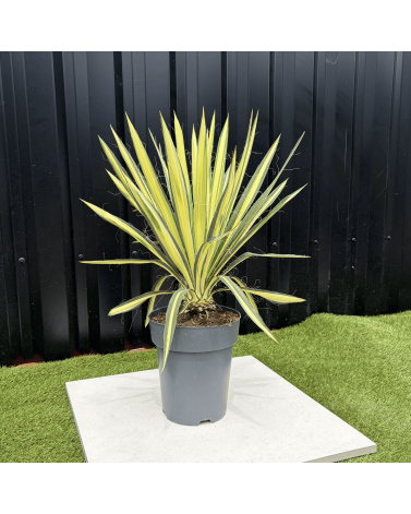 Yucca Filamentosa Color Guard Hauteur 50 cm