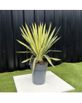 Yucca Filamentosa Color Guard Hauteur 50 cm