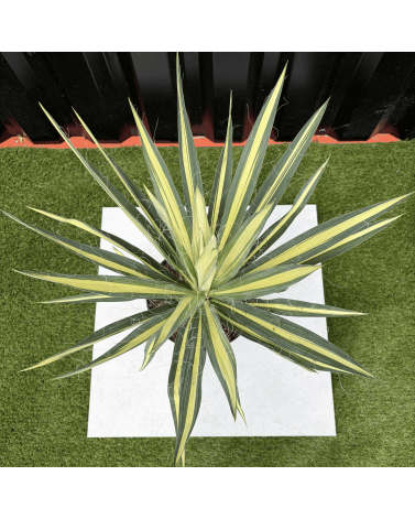 Yucca Filamentosa Color Guard Hauteur 50 cm