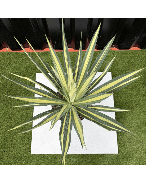 Yucca Filamentosa Color Guard Hauteur 50 cm