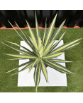 Yucca Filamentosa Color Guard Hauteur 50 cm