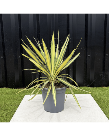 Yucca Filamentosa Color Guard Hauteur 40 cm