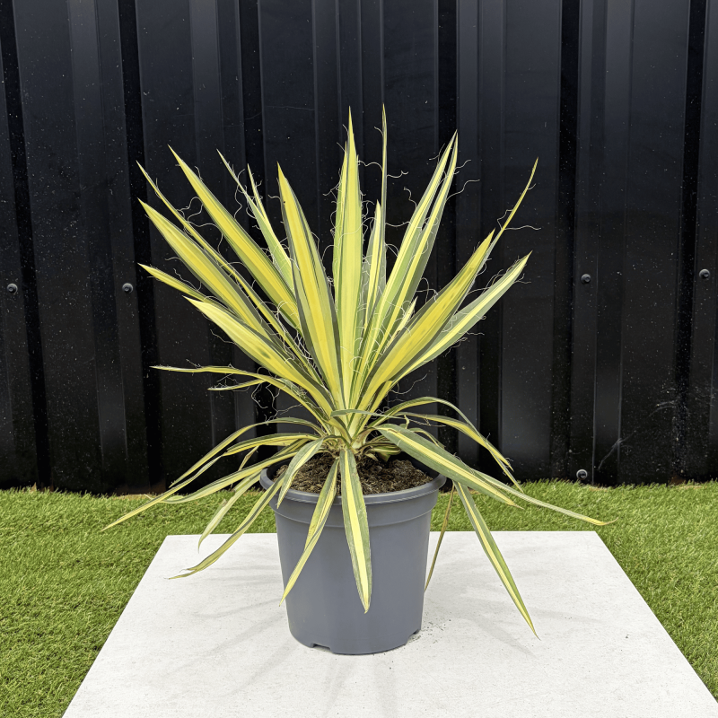 Yucca Filamentosa Color Guard Hauteur 40 cm