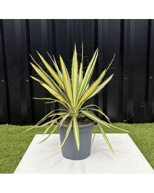 Yucca Filamentosa Color Guard Hauteur 40 cm