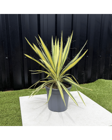 Yucca Filamentosa Color Guard Hauteur 40 cm