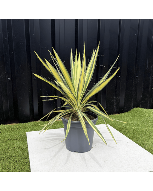 Yucca Filamentosa Color Guard Hauteur 40 cm