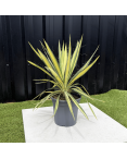 Yucca Filamentosa Color Guard Hauteur 40 cm