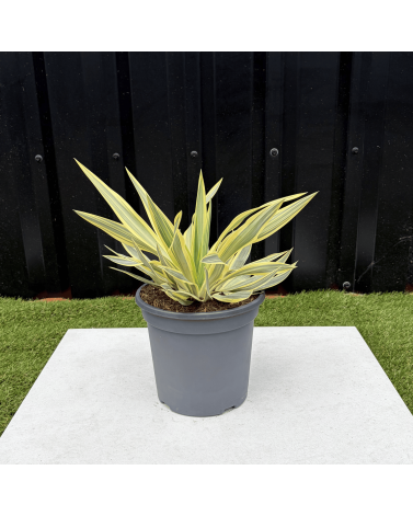 Yucca Gloriosa Citrus Twist Hauteur 25 cm