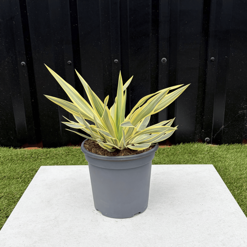Yucca Gloriosa Citrus Twist Hauteur 25 cm
