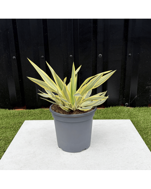 Yucca Gloriosa Citrus Twist Hauteur 25 cm