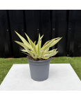Yucca Gloriosa Citrus Twist Hauteur 25 cm