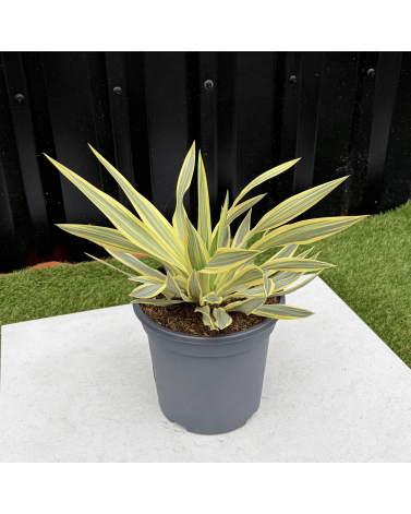 Yucca Gloriosa Citrus Twist Hauteur 25 cm