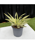 Yucca Gloriosa Citrus Twist Hauteur 25 cm