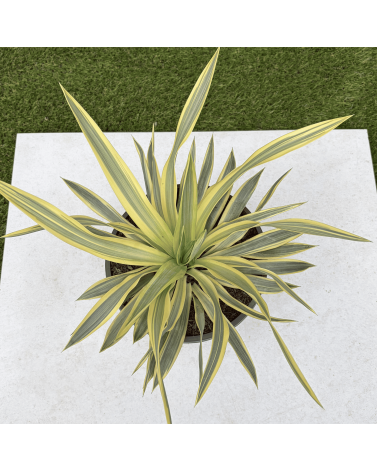 Yucca Gloriosa Citrus Twist Hauteur 25 cm