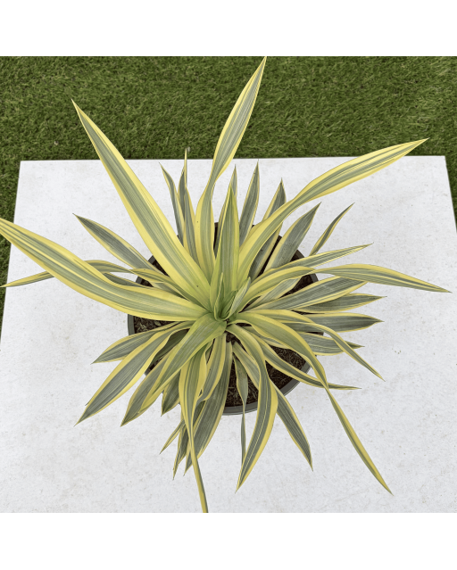 Yucca Gloriosa Citrus Twist Hauteur 25 cm