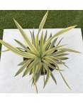 Yucca Gloriosa Citrus Twist Hauteur 25 cm