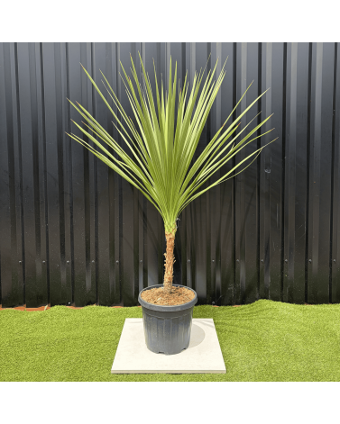 Cordyline Indivisa Hauteur 140 cm