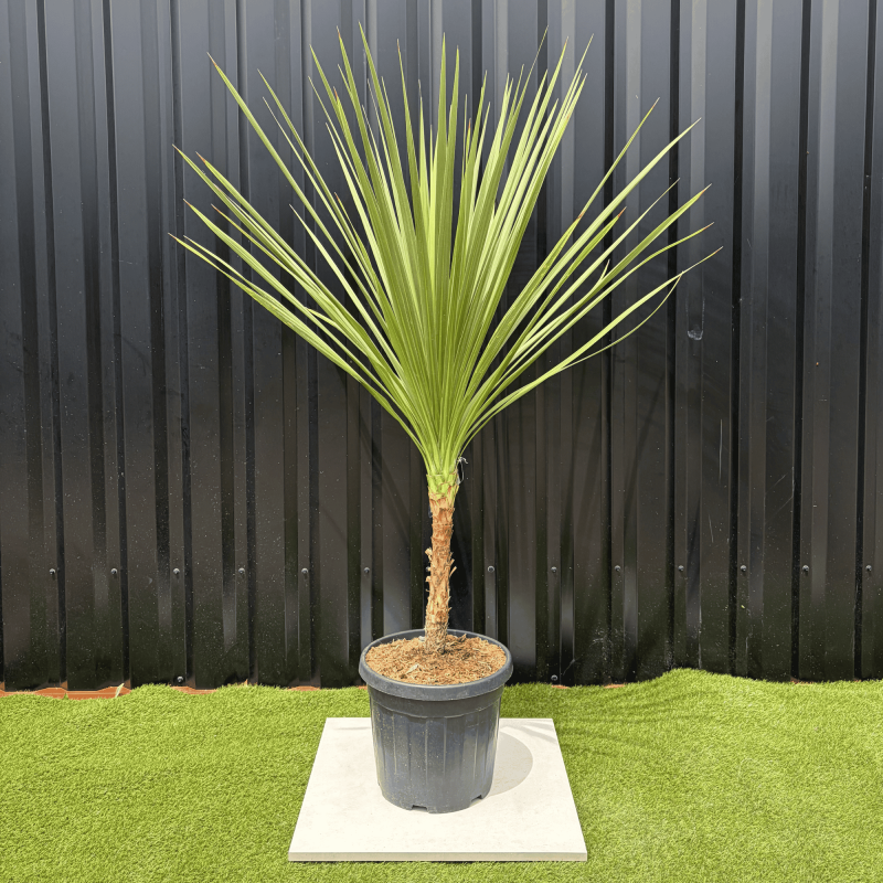 Cordyline Indivisa Hauteur 140 cm