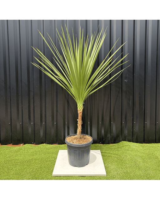 Cordyline Indivisa Hauteur 140 cm