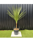 Cordyline Indivisa Hauteur 140 cm