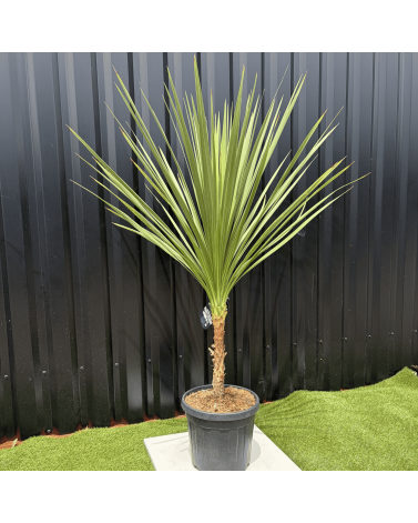 Cordyline Indivisa Hauteur 140 cm