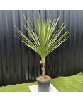 Cordyline Indivisa Hauteur 140 cm
