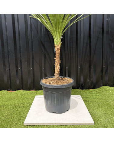 Cordyline Indivisa Hauteur 140 cm