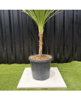 Cordyline Indivisa Hauteur 140 cm
