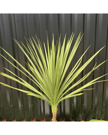 Cordyline Indivisa Hauteur 140 cm