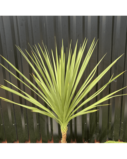 Cordyline Indivisa Hauteur 140 cm
