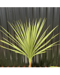 Cordyline Indivisa Hauteur 140 cm