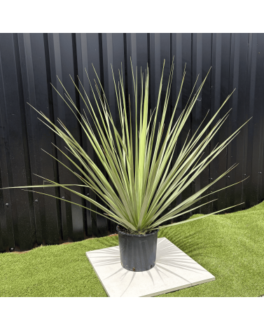 Nolina Nelsonii Hauteur 140 cm