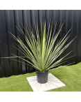 Nolina Nelsonii Hauteur 140 cm