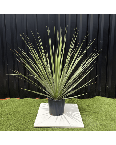 Nolina Nelsonii Hauteur 140 cm