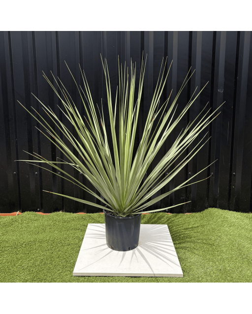 Nolina Nelsonii Hauteur 140 cm