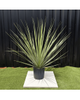 Nolina Nelsonii Hauteur 140 cm