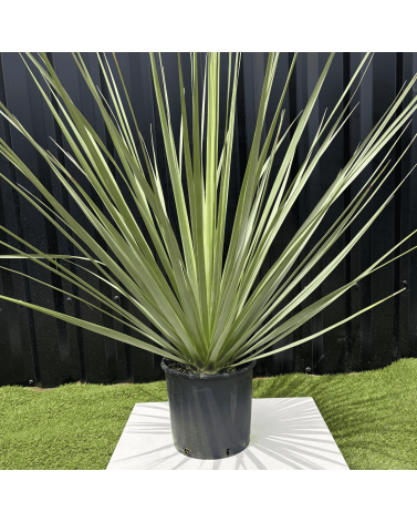 Nolina Nelsonii Hauteur 140 cm