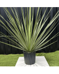 Nolina Nelsonii Hauteur 140 cm