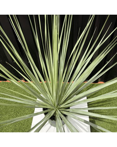 Nolina Nelsonii Hauteur 140 cm