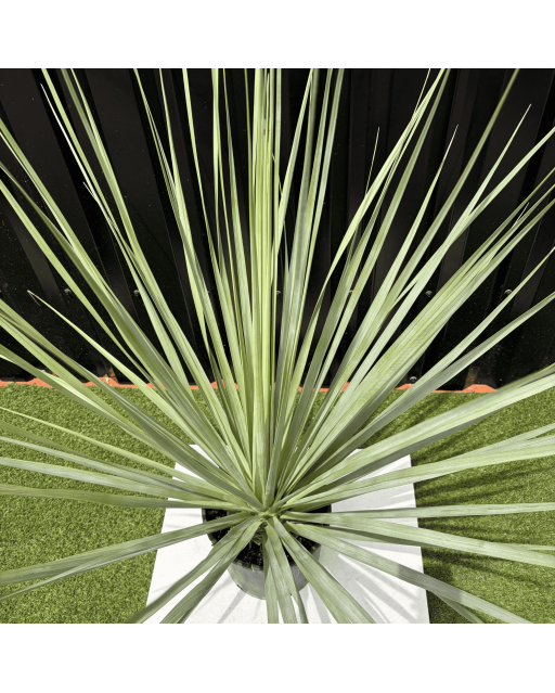 Nolina Nelsonii Hauteur 140 cm