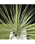 Nolina Nelsonii Hauteur 140 cm