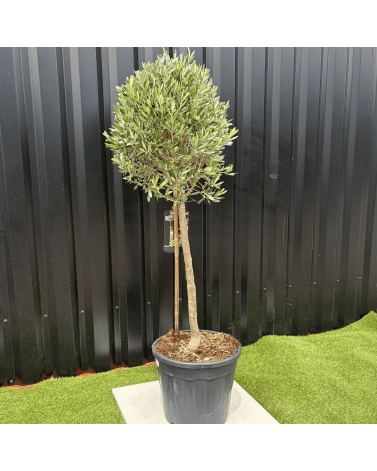 Olivier Europaea Tige Hauteur 120 cm