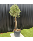 Olivier Europaea Tige Hauteur 120 cm