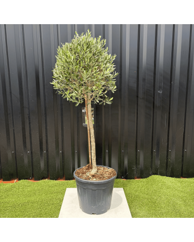Olivier Europaea Tige Hauteur 120 cm